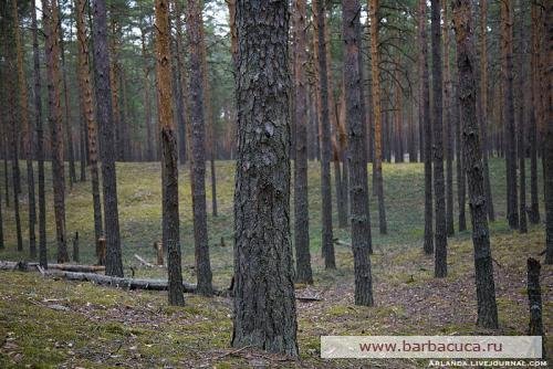 Елки-палки лес густой Елки-палки лес густой
